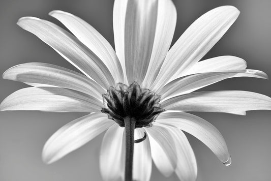 daisy tank top